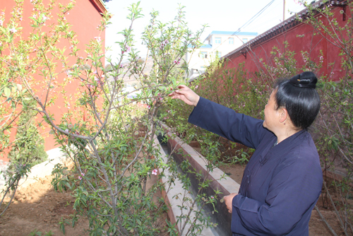 奇！云南東川一桃樹一年花開五次