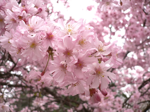 青龍寺櫻花：千年滄桑中那點(diǎn)櫻紅