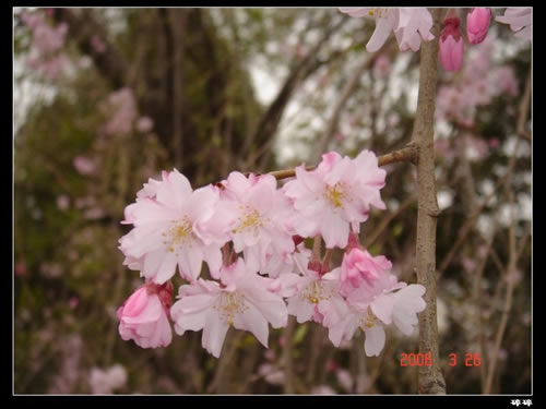 青龍寺櫻花：千年滄桑中那點(diǎn)櫻紅