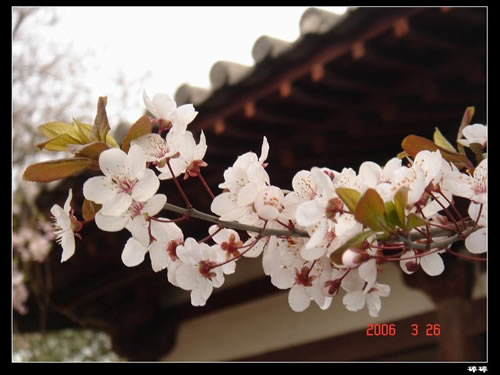青龍寺櫻花：千年滄桑中那點(diǎn)櫻紅