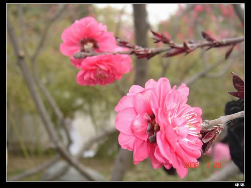 青龍寺櫻花：千年滄桑中那點(diǎn)櫻紅