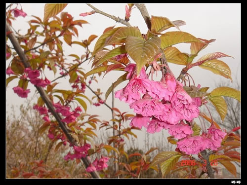 青龍寺櫻花：千年滄桑中那點(diǎn)櫻紅