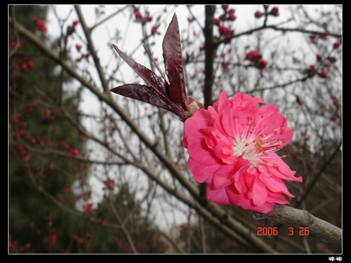 青龍寺櫻花：千年滄桑中那點(diǎn)櫻紅