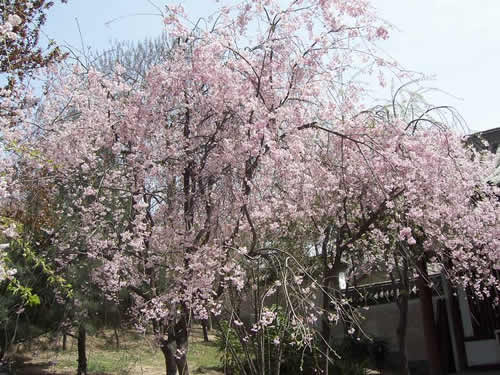 青龍寺櫻花：千年滄桑中那點櫻紅