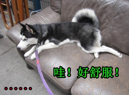 呆萌哈士奇網(wǎng)絡(luò)爆紅 囧表情加設(shè)計對白笑翻網(wǎng)友