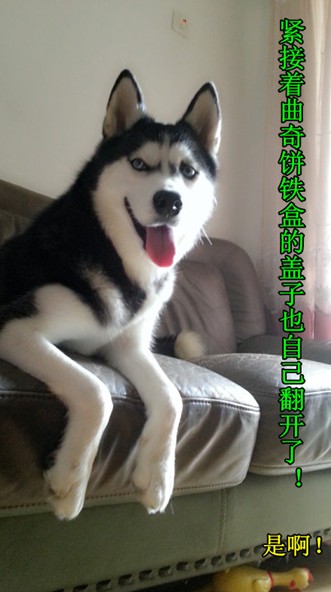 呆萌哈士奇網(wǎng)絡爆紅 囧表情加設計對白笑翻網(wǎng)友