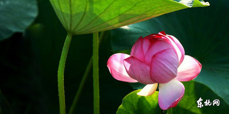 虎林市生態(tài)荷花節(jié)開幕 千畝野荷競綻放