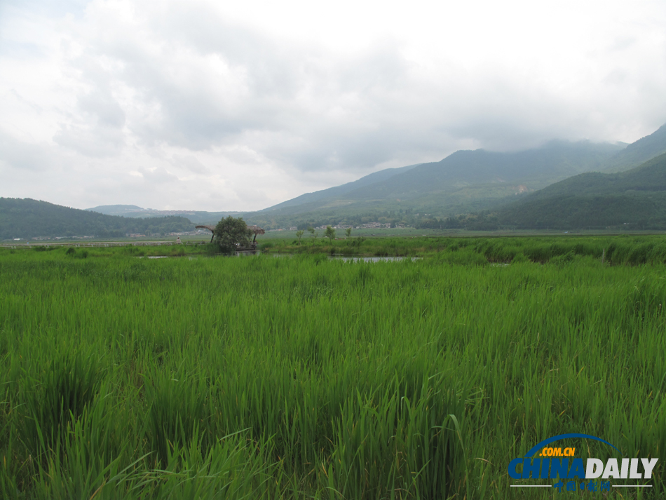 走進(jìn)騰沖北海濕地 體驗(yàn)“人在畫(huà)中游”的美景