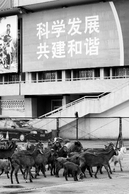 動物園為討地出動猛獸:換數(shù)十只羊接班(組圖)