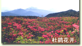 清涼峰國(guó)家級(jí)自然保護(hù)區(qū)：林海 花海 石海 云海