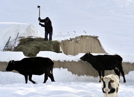 新疆發(fā)生雪災(zāi)5000余人轉(zhuǎn)移1人死亡(組圖)