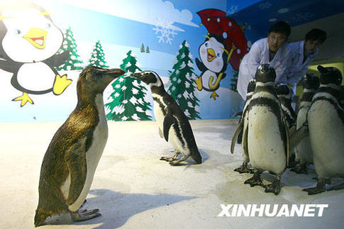 13只阿根廷企鵝浙江寧波定居