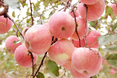 網(wǎng)絡(luò)媒體陜西行走訪蘋(píng)果之鄉(xiāng)洛川