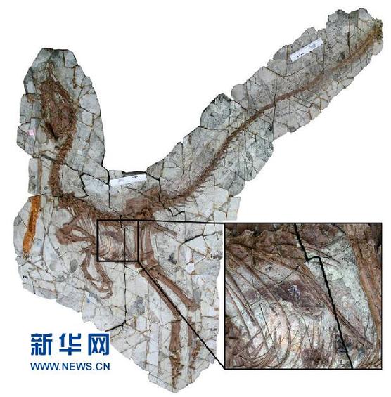 科學家首次揭秘帶羽毛恐龍的“最后晚餐”(圖)