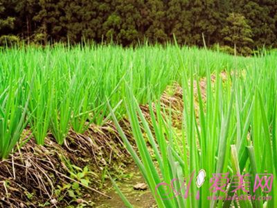 養(yǎng)生須知：吃蔥雖好也有禁忌