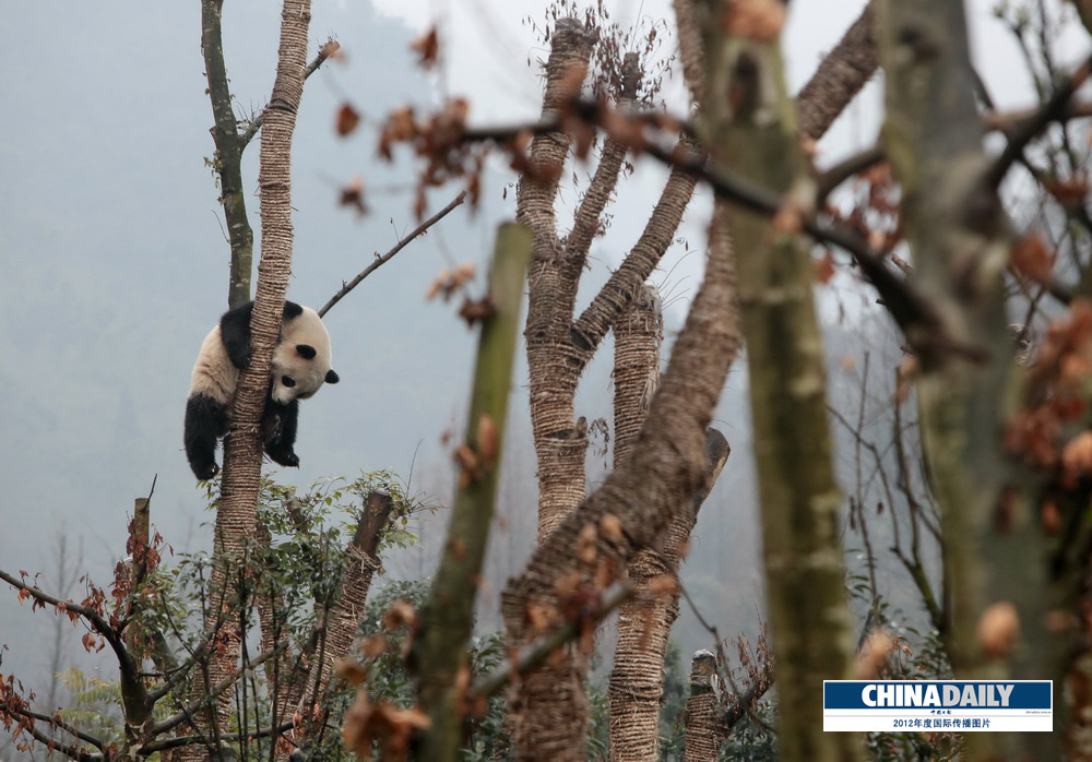 中國日報2012年度國際傳播圖片精選