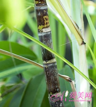 養(yǎng)生：春季飲食 菠蘿香蕉這五種水果要少吃【圖】