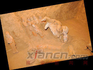 上官婉兒墓未現(xiàn)棺?。罕黄茐幕蚴枪俜綒?/></p>

<p align=