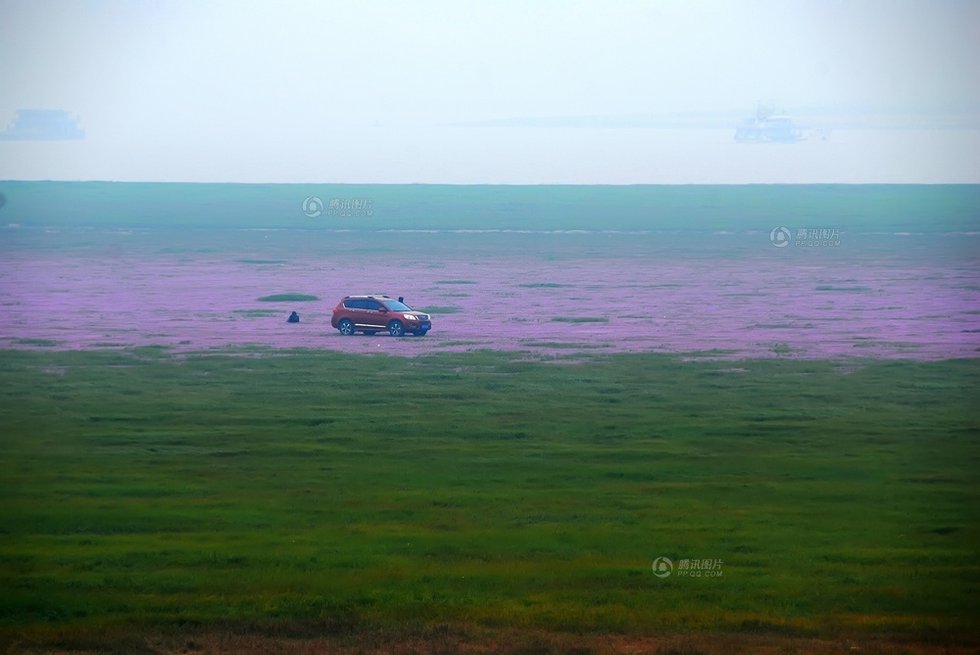 中國(guó)最大淡水湖提前枯水變成花海草原