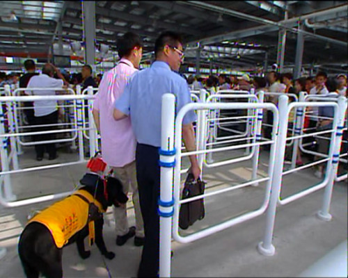 世博趣聞:3歲導(dǎo)盲犬帶主人游世博園(組圖)