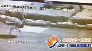 鴕鳥(niǎo)大鬧漳州連撞4小車 警車及200市民一路追鳥(niǎo)