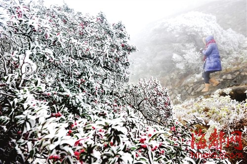 福建今冬初雪飄落武夷山光澤等地 德化九仙山昨迎今冬首場霧凇