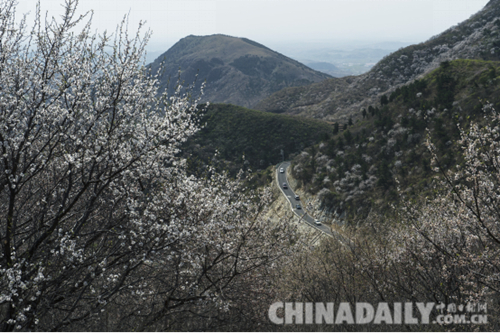 唐山遷安：野綠引得游人醉