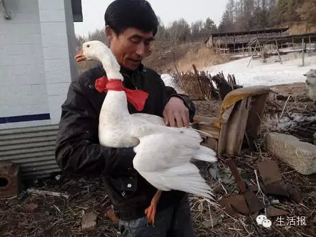 黑龍江省樺南縣家養(yǎng)大鵝能飛 被錯認(rèn)為大雁遭獵捕(組圖)