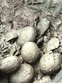 瀘州工地挖出一堆恐龍蛋好驚喜 哪知只是結(jié)核石