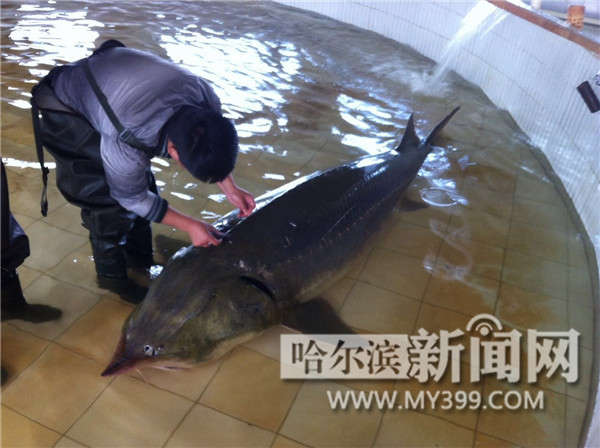 撫遠又捕獲野生大鰉魚年過半百體重700