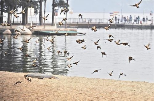 東湖重金屬污染超國(guó)標(biāo)兩倍 逾七成魚類水草消失