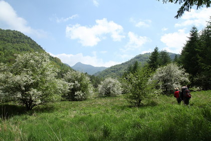 神農(nóng)架發(fā)現(xiàn)最大湖北海棠群落（圖）