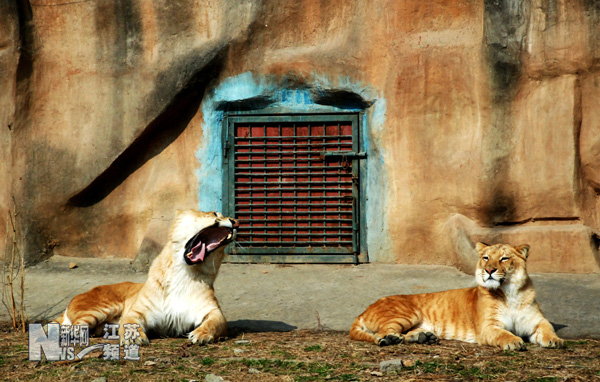 動(dòng)物園里上演“春天里”