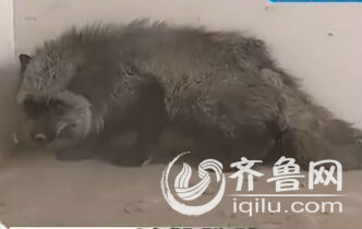 濟(jì)南孫村社區(qū)居民抓到一只狐貍 動物園拒收建議放生