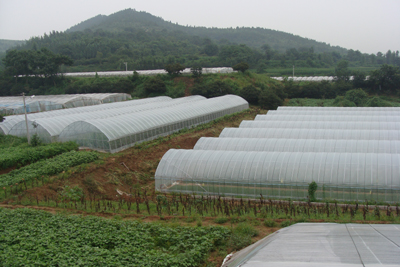 王墳鎮(zhèn)有機(jī)蔬菜質(zhì)量好賣(mài)價(jià)高銷(xiāo)售俏