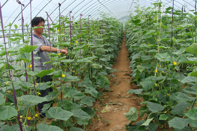 王墳鎮(zhèn)有機(jī)蔬菜質(zhì)量好賣(mài)價(jià)高銷(xiāo)售俏