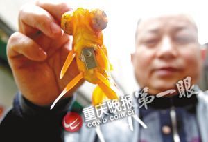 重慶退休工現(xiàn)場(chǎng)表演揭秘春晚金魚(yú)魔術(shù)(組圖)