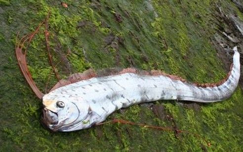 巨型皇帶魚海底怪獸長達12米（圖）
