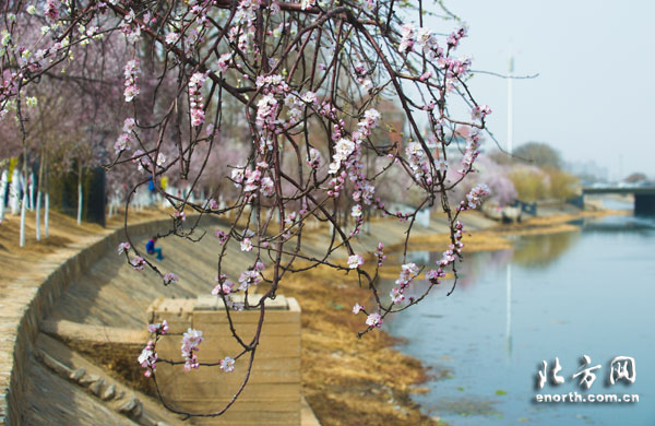 人面桃花相映紅 天津市運河桃花文化旅游節(jié)開幕