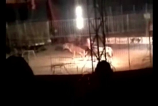 孟加拉虎表演時(shí)當(dāng)眾咬死訓(xùn)練員