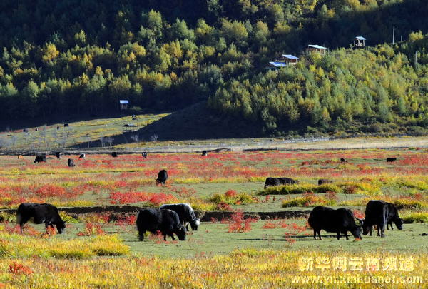 西部大開發(fā)10年間的云南香格里拉[多圖]