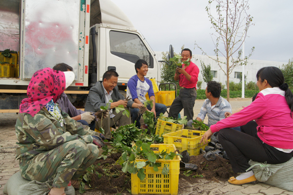 新疆兵團(tuán)第六師共青團(tuán)農(nóng)場(chǎng)黨員干部三秋一線解難題