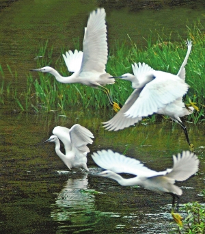 四退三還綠地增多 滇池邊發(fā)現(xiàn)130余種鳥(niǎo)