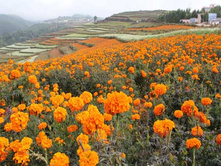 昆明東川紅土地榮膺“中國十佳最美風情小鎮(zhèn)”