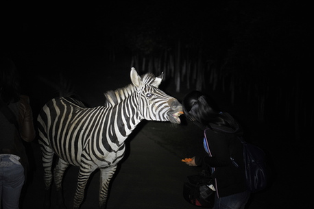全國首個(gè)探秘型山地夜間動(dòng)物園開放