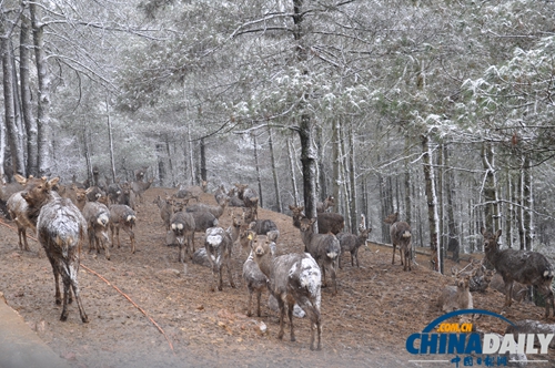云南野生動(dòng)物園動(dòng)物應(yīng)對下雪天各有妙招