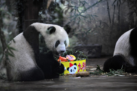 杭州：動物園的大熊貓生日會