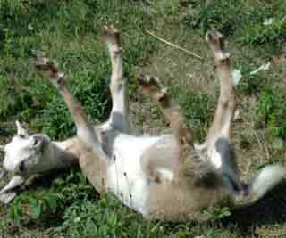 Goats that faint when startled<BR>美洲特產(chǎn)'昏倒羊'(圖)