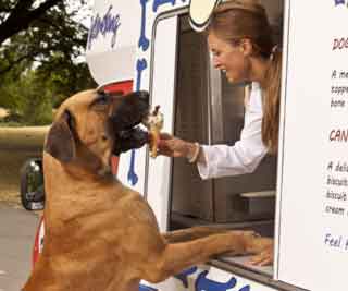Every dog has its sundae<BR>英首現(xiàn)狗狗雪糕車(圖)