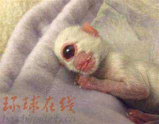 動(dòng)物新聞:莫斯科熊“報(bào)春”20年 “獨(dú)眼貓”進(jìn)博物館